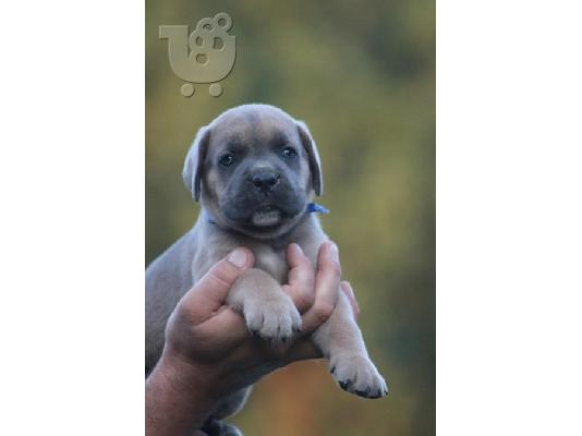 Cane Corso